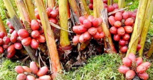 Quả dại ở quê không ai ăn không ngờ là "mỏ vàng", 300.000 đồng/kg 2 Quả dại ở quê không ai ăn không ngờ là "mỏ vàng", 300