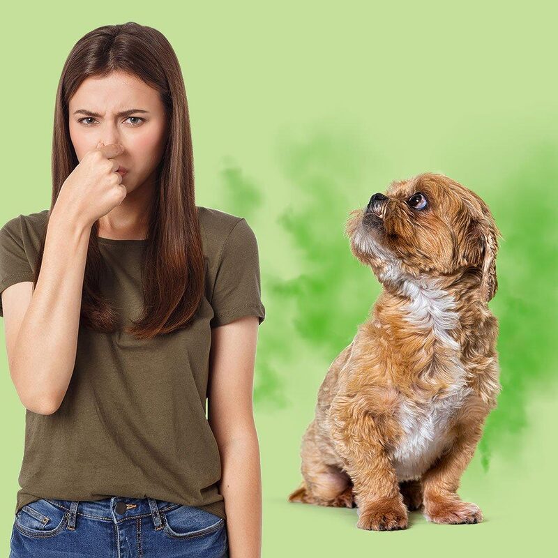 Thú cưng tắm xong vẫn hôi, đâu là giải pháp? 1 Thú cưng tắm xong vẫn hôi, đâu là giải pháp?