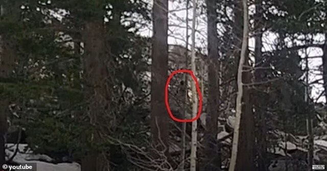 Video gây sốc ghi lại cảnh quái vật ‘Bigfoot’ chạy trong rừng giữa ban ngày khiến người đàn ông hoảng hốt 1 Video gây sốc ghi lại cảnh quái vật ‘Bigfoot’ chạy trong rừng giữa ban ngày khiến người đàn ông hoảng hốt